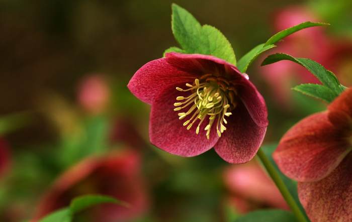 Морозник для похудения - способы применения