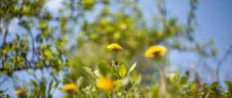 Мать-и-мачеха: Польза для Женщин