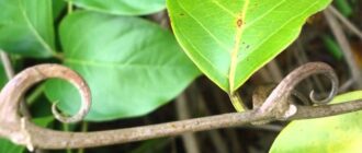 Кошачий коготь - полезные свойства